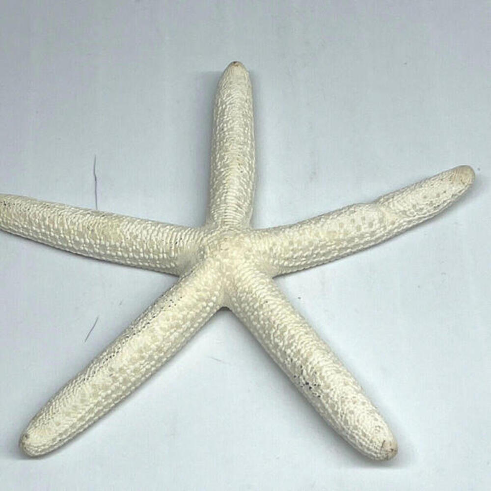 Natural Dried Starfish‎ Multicolor Nautical Decor LOT of 6 Pieces - Picture 3 of 8